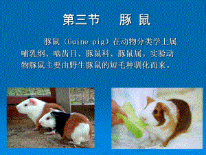 实验动物生物学特性豚鼠等ppt.ppt