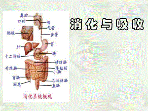 消化系统医学消化与吸收.ppt