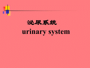 泌尿系统解剖.ppt