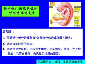 第十讲：消化、呼吸的发生.ppt