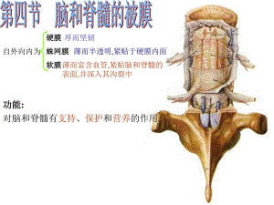 脑和脊髓的被膜、脑脊液和血管医学幻灯片.ppt