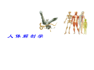 躯干骨及连结.ppt