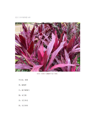 【天门冬科植物】朱蕉.docx