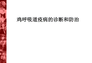 鸡呼吸道疫病的诊断和防治.ppt