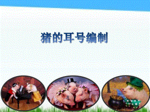 猪的耳号编制.ppt