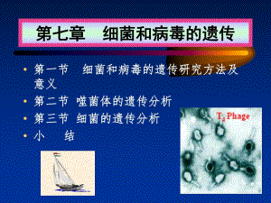 《遗传学》07.细菌和病毒的遗传(55P).ppt