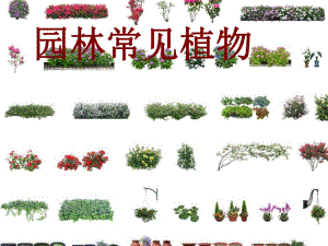 园林常见植物介绍PPT.ppt