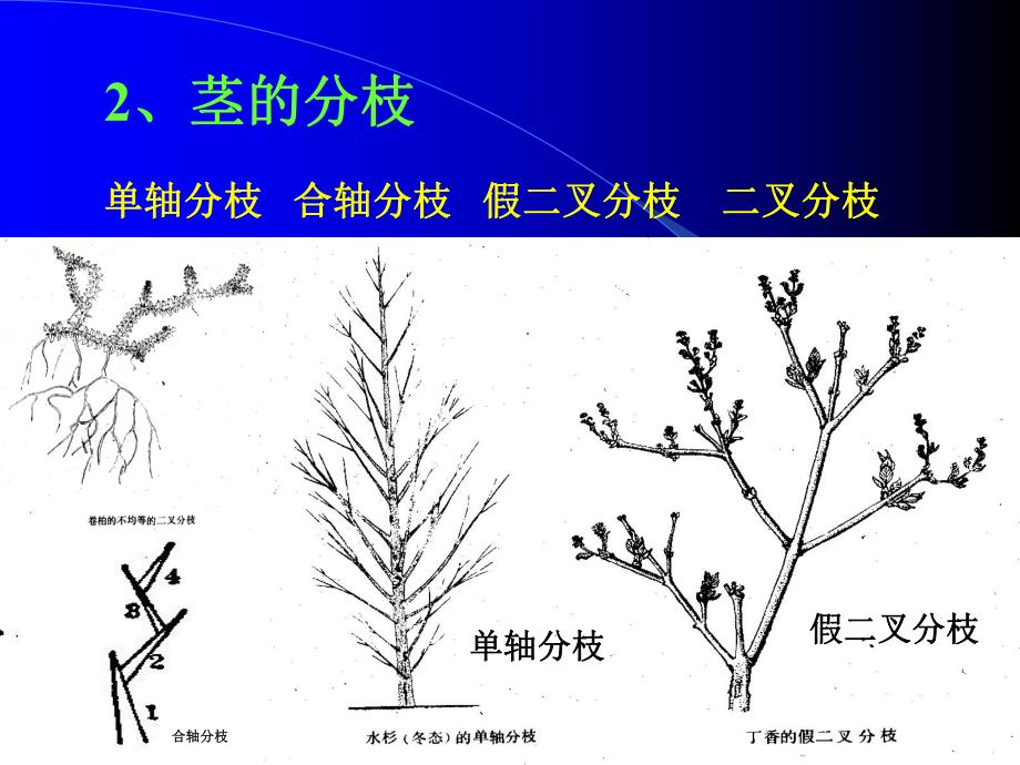 第四章茎的形态结构与建成过程.ppt_第3页