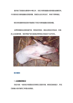 仔猪伪狂犬病和脑炎链球菌的鉴别及治疗.docx