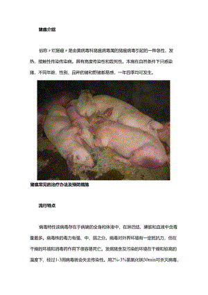 猪瘟常见的治疗办法及预防措施.docx