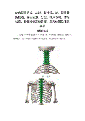 临床脊柱组成、功能、脊神经功能、脊柱骨折概述、病因因素、分型、临床表现、体格检查、脊髓损伤定位诊断、急救处置及注意事项.docx