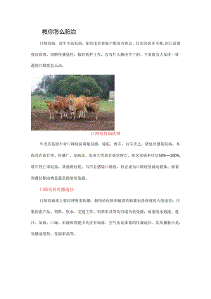 冬季牛羊口蹄疫频发,怎么治？.docx