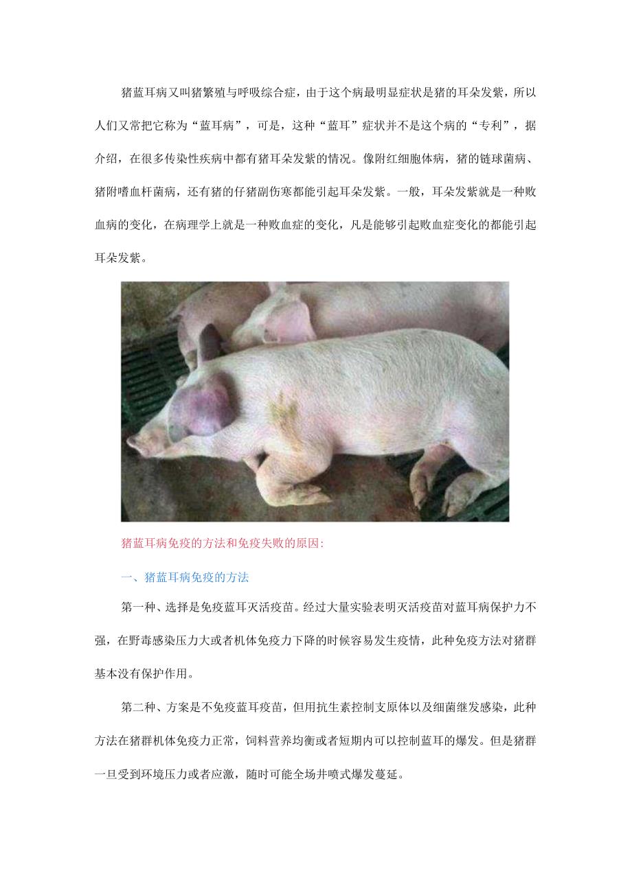 为何打了蓝耳苗还是发病?猪蓝耳病免疫的方法和免疫失败的原因.docx_第1页