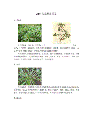 28种常见野菜图.docx