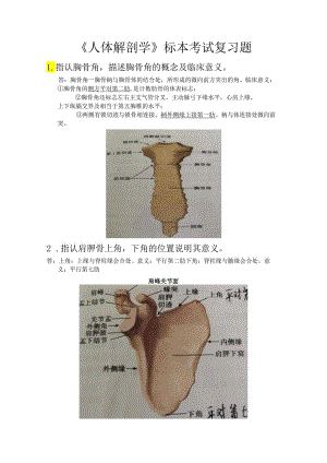 甘肃医学院解剖标本考试复习有图.docx