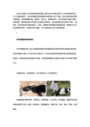 奶牛酸中毒的特征及营养调控.docx
