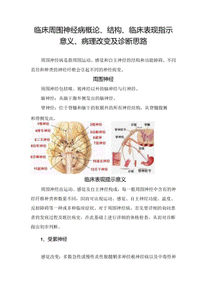 临床周围神经病概论、结构、临床表现指示意义、病理改变及总结.docx