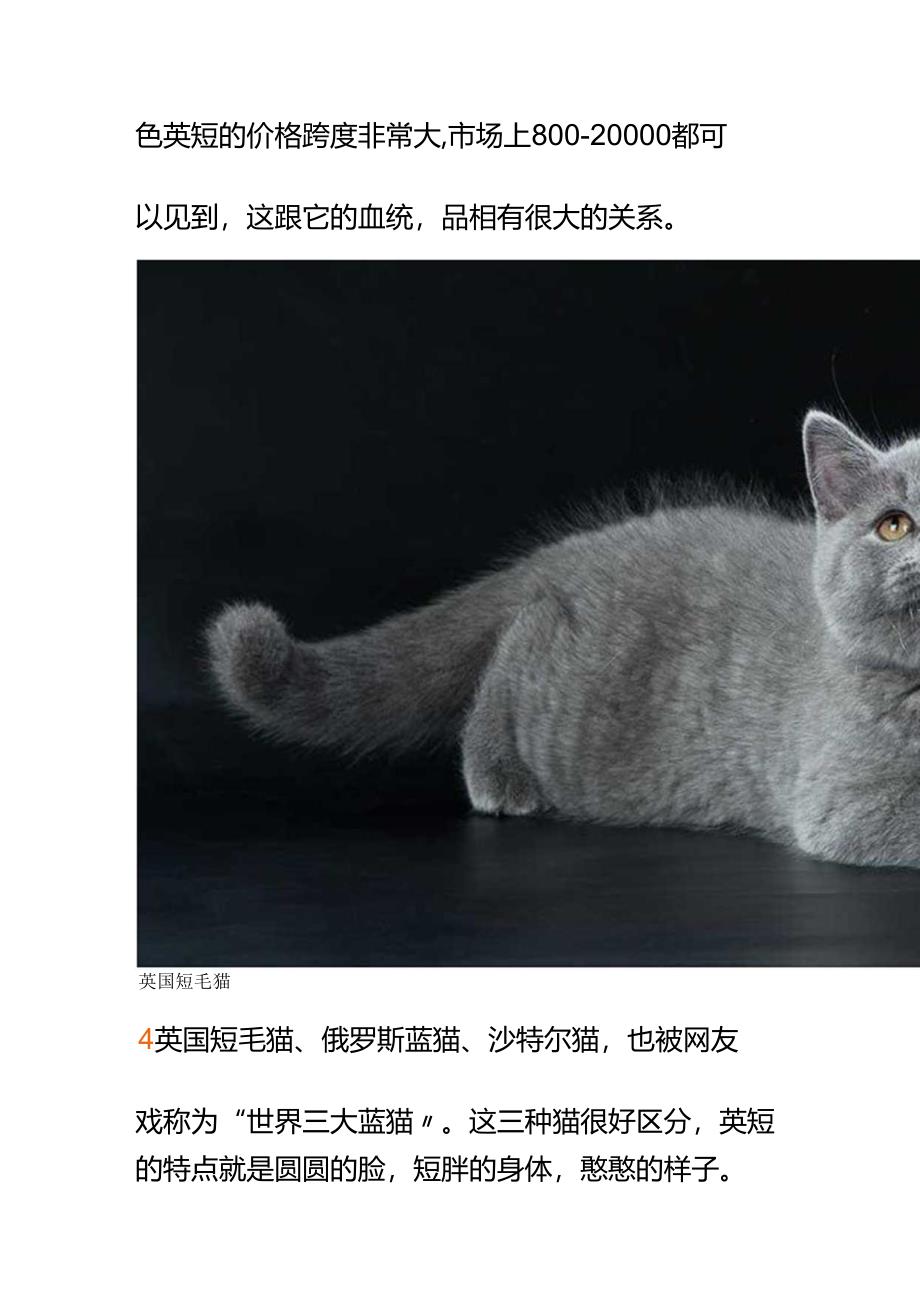 00533朋友说ta养了只蓝猫可我看猫是灰色的怎么和他聊聊蓝猫不外行?.docx_第3页