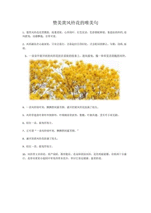 赞美黄风铃花的唯美句.docx