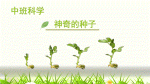 中班科学《神奇的种子》中班科学《神奇的种子》微课件.pptx