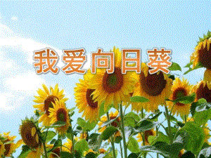 中班美术《我爱向日葵》PPT课件教案中班美术《我爱向日葵》课件.pptx