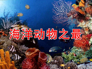 中班科学《海洋动物之最》PPT课件中班科学《海洋动物之最》.pptx