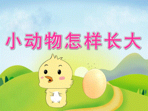 中班科学《小动物怎样长大》PPT课件教案PPT课件.pptx