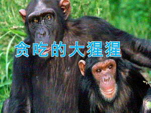 中班《贪吃的大猩猩》PPT课件教案PPT课件.pptx