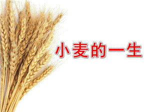 中班社会《小麦的一生》PPT课件教案小麦的一生大班.pptx