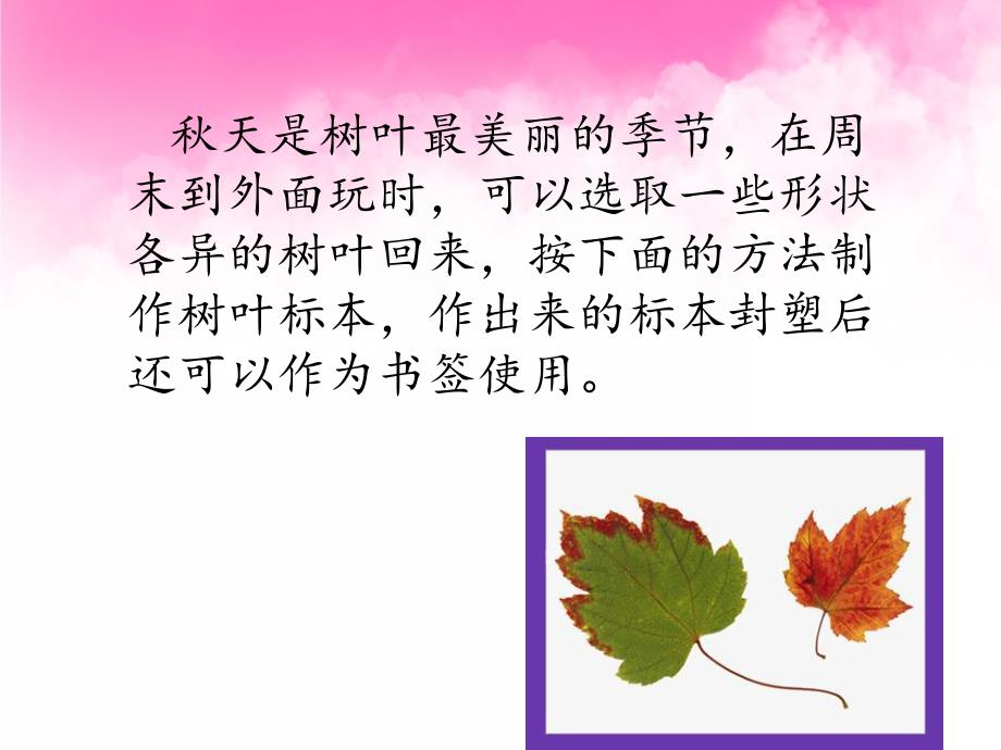 中班科学《树叶标本》PPT课件树叶标本.pptx_第2页