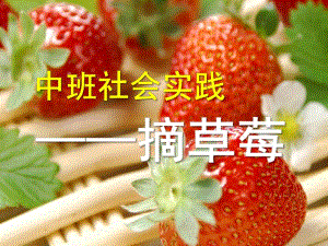 中班社会《摘草莓》PPT课件摘草莓.pptx