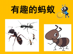中班科学活动《有趣的蚂蚁》PPT课件教案.pptx