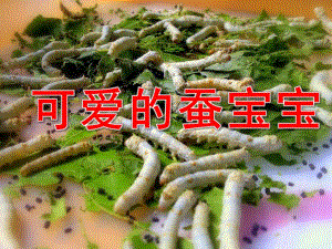 中班科学《可爱的蚕宝宝》PPT课件教案图片PPT课件.pptx