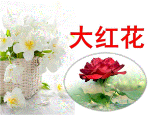 中班科学《大红花》PPT课件幼儿园教学--大红花.pptx