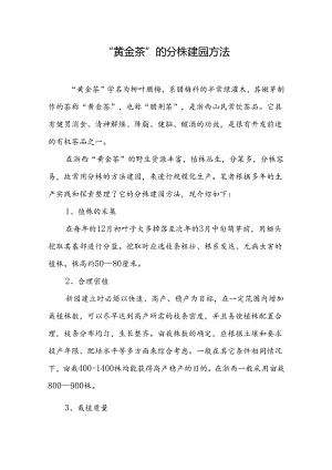 “黄金茶”的分株建园方法.docx