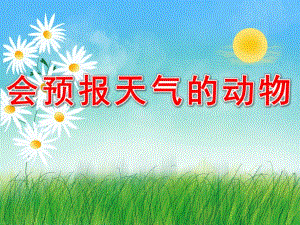 会预报天气的动物PPT课件教案图片会预报天气的动物.pptx