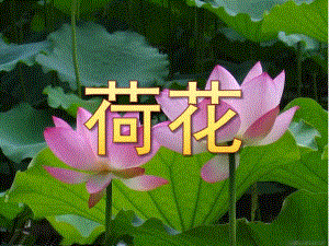 大班绘画《荷花》PPT课件教案水粉画：荷花.pptx