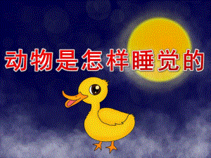 大班助教活动《动物是怎样睡觉的》PPT课件教案PPT课件.pptx