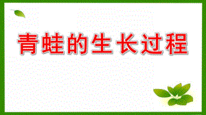 大班科学课件《青蛙的生长》PPT课件教案青蛙的生长过程.pptx