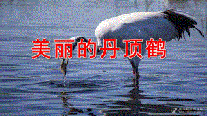 大班美术《美丽的丹顶鹤》PPT课件教案大班美术《美丽的丹顶鹤》课件.pptx