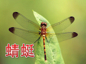大班美术《蜻蜓》PPT课件大班--美术-蜻蜓.pptx