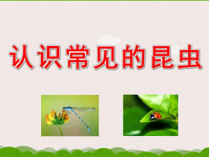 大班科学课件《认识常见的昆虫》PPT课件教案幼儿园大班科学活动——认识昆虫.pptx