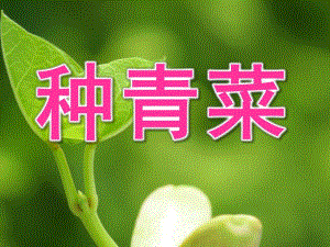 小班活动《种青菜》PPT课件种青菜-小班.pptx