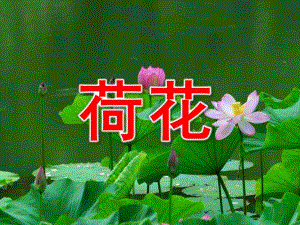 中班科学《荷花》PPT课件教案中班科学《荷花》.ppt