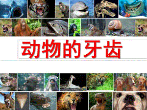 动物的牙齿PPT课件教案图片《动物的牙齿》ppt课件.ppt