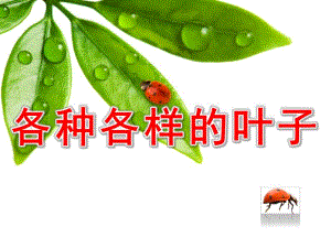 幼儿园《各种各样的叶子》PPT课件教案各种各样的叶子.pptx