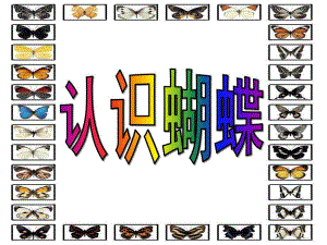 中班《认识蝴蝶》PPT课件教案认识蝴蝶.ppt
