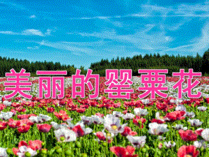 中班禁毒安全《美丽的罂粟花》PPT课件教案PPT课件.ppt