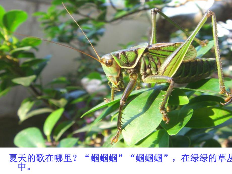 中班音乐歌曲《夏天的歌在哪里》PPT课件教案夏天的歌在哪里?.ppt_第3页