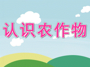中班社会活动《认识农作物》PPT课件ppt课件.ppt